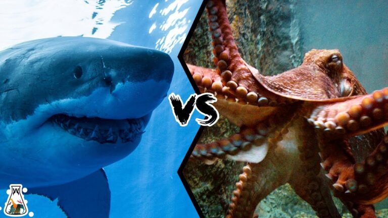 octopus or a shark