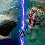 shark stronger than tiger